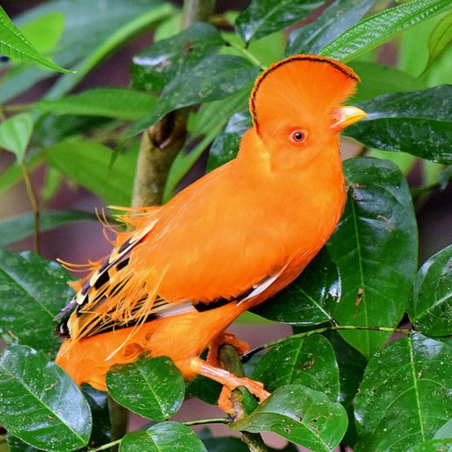 galo-da-serra (2)